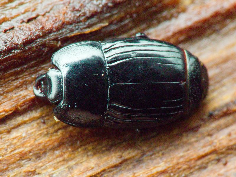 Platysoma compressum (Herbst, 1783)